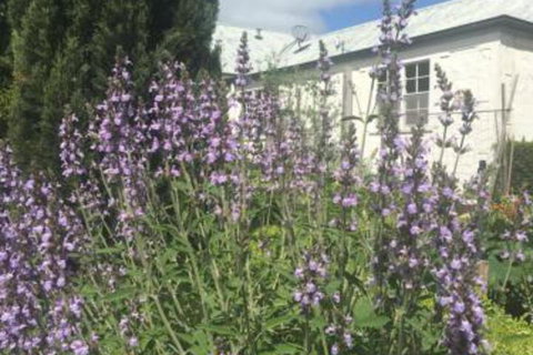 Petschel House - Hotel VIC 1