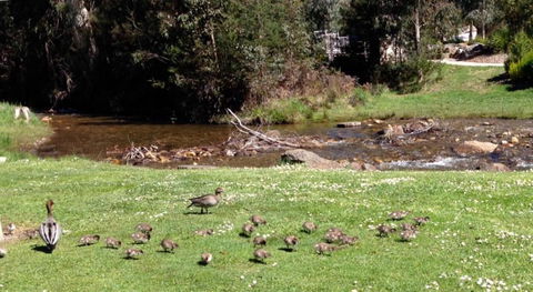 RiverCottage Selfcontained - Hotel VIC 3
