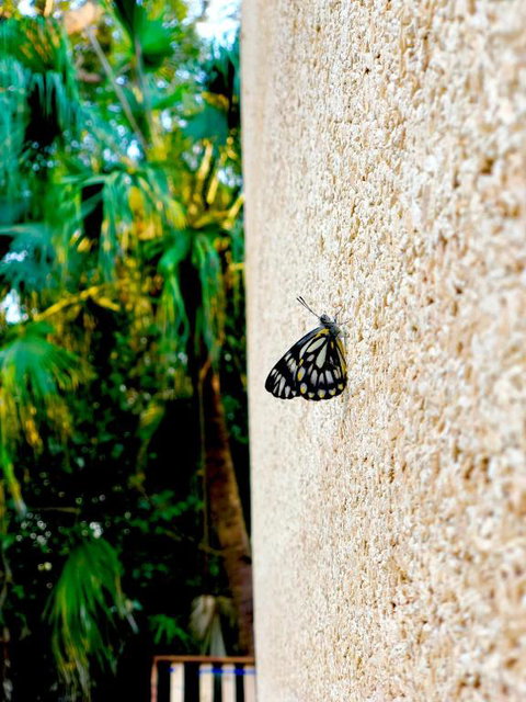 Graces Of Byron - Hotel VIC 5