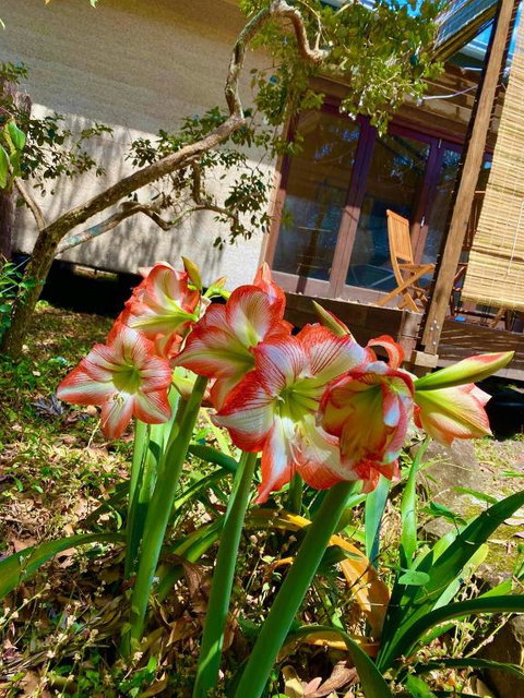 Graces Of Byron - Hotel VIC 6