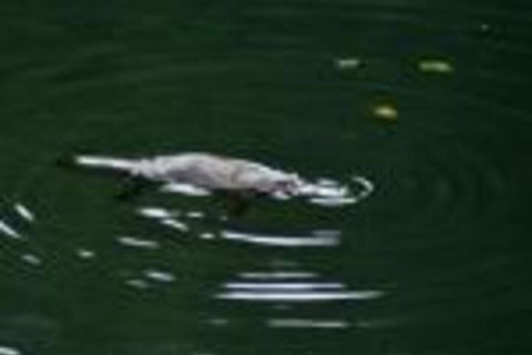 Kaalba - Hotel VIC 0