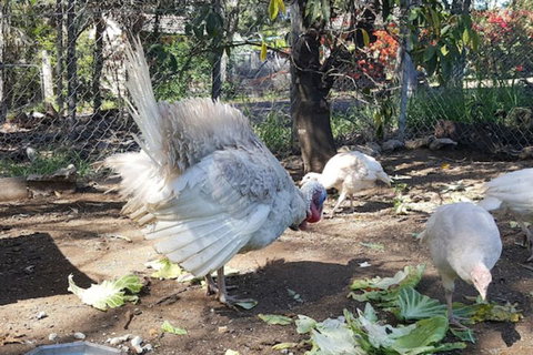 Gowrie Agapanthous - Hotel VIC 1