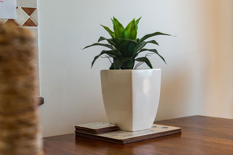 Airlie Dream - Hotel VIC 4