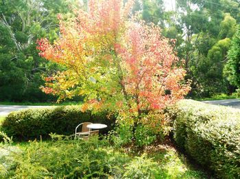 Acacia House Retreat Daylesford - Hotel VIC 0