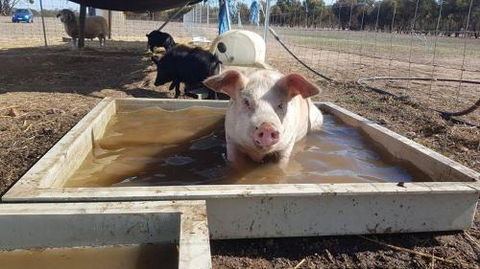 A Better Life Animal Sanctuary FarmStay Private Two Bedrooms Lounge Room & Bathroom & Toilet Shared Kitchen - Hotel VIC 2