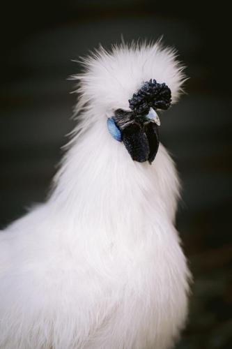 A Better Life Animal Sanctuary FarmStay Private Two Bedrooms Lounge Room & Bathroom & Toilet Shared Kitchen - Hotel VIC 6