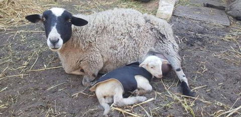 A Better Life Animal Sanctuary FarmStay Private Two Bedrooms Lounge Room & Bathroom & Toilet Shared Kitchen - Hotel VIC 1