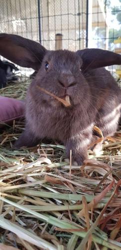 A Better Life Animal Sanctuary FarmStay Private Two Bedrooms Lounge Room & Bathroom & Toilet Shared Kitchen - Hotel VIC 5