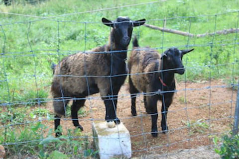 Alstonville Country Cottages - Hotel VIC 0