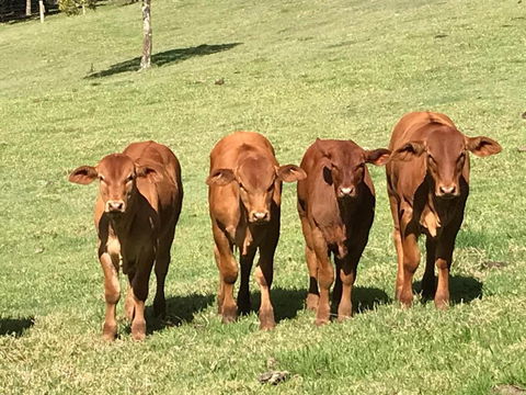 King Ludwigs Cottage - Hotel VIC 4