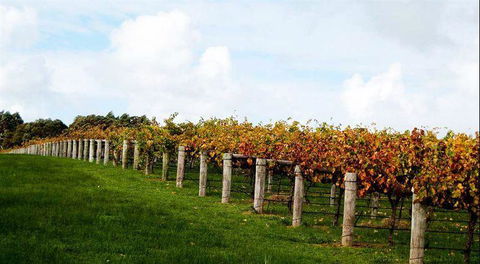 Arimia Restaurant And Winery - Hotel VIC 10