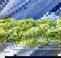 Young Barons - Hotel VIC