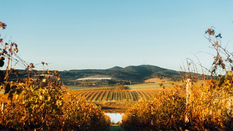 HOOSEGG Cellar Door - Hotel VIC 1