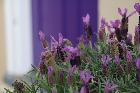 The Purple Door On Seaview - Hotel VIC 0