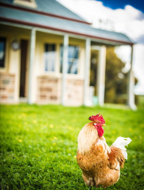 Barossa Vineyard Cottages - Hotel VIC 39