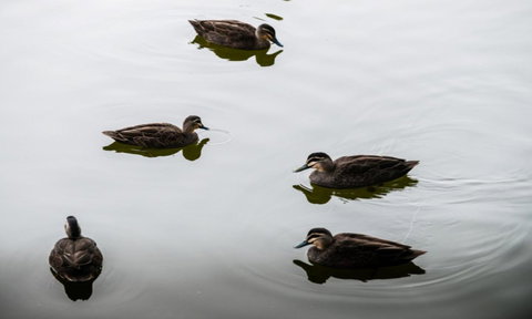 South Shores Yellowfin Villa 96 - South Shores Normanville - Hotel VIC 4