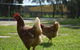 Amande Bed And Breakfast - thumb 20