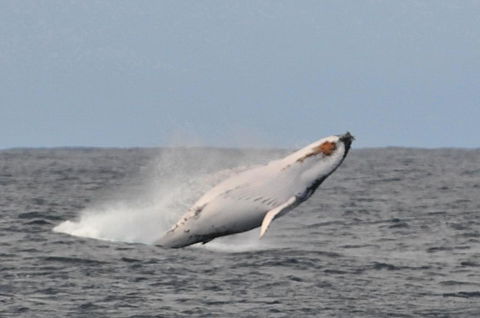 Albany Motel & Apartments - Hotel VIC 19