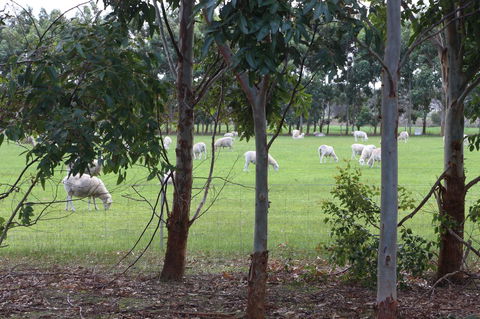 Sapphire Chalets, Augusta - Hotel VIC 10