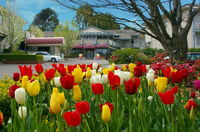 Book Leura Accommodation Vacations Hotel VIC Hotel VIC