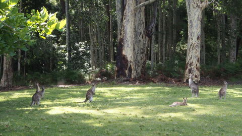 Bundle Hill Cottages - Hotel VIC 15