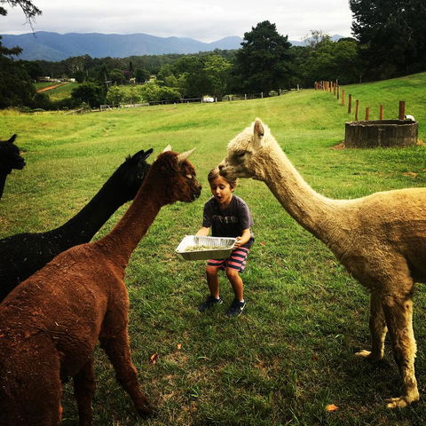 The Lodge Bellingen - Hotel VIC 44