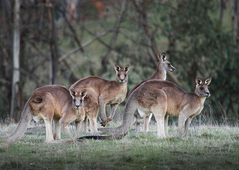 Pound Creek Gallery - Hotel VIC 25