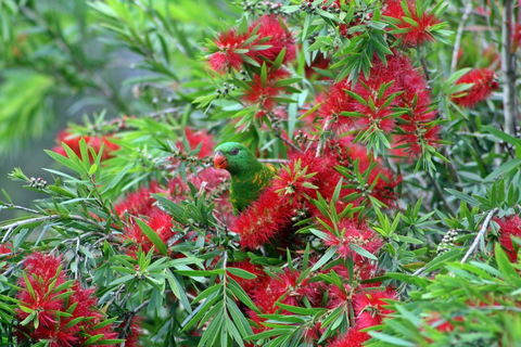 Bottlebrush B & B - Hotel VIC 0