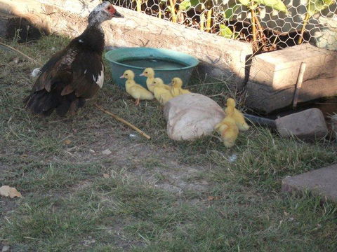 Corella Creek Country Farm Stay - Hotel VIC 0