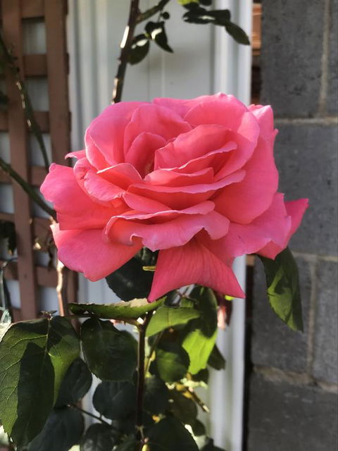 Cozy Luxury Suit With Separate Entrance - Hotel VIC 0