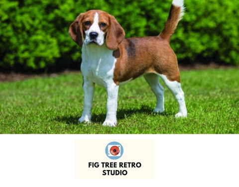 Fig Tree Retro Studio - Hotel VIC 0