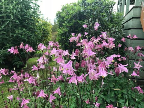 Forrest Willy Wagtail Studio - Hotel VIC 2