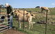 Gilgraves Vineyard Farmstay - thumb 0