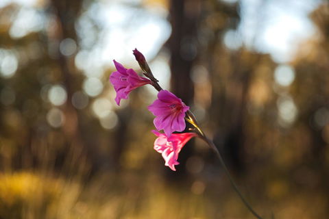 Amaroo Retreat & Spa - Hotel VIC 14