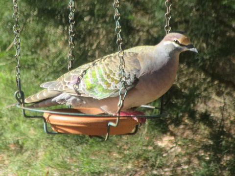 Di's Cabin In Dwellingup - Hotel VIC 25
