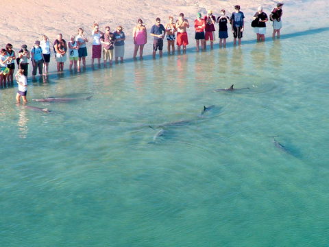 RAC Monkey Mia Dolphin Resort - Hotel VIC 4