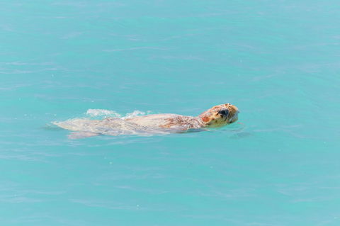RAC Monkey Mia Dolphin Resort - Hotel VIC 20