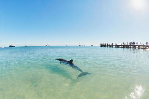 RAC Monkey Mia Dolphin Resort - Hotel VIC 1