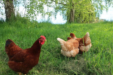 Cherry Top Farmstay - Boutique Eco Village - Hotel VIC 8