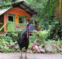 Rainforest Hideaway - Hotel VIC
