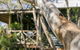 Scribbly Gum - thumb 1