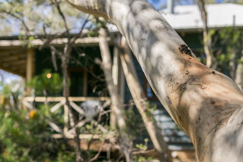 Scribbly Gum - Hotel VIC 1