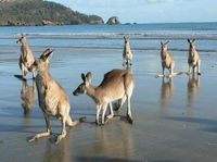 Book Seaforth Accommodation Vacations Hotel VIC Hotel VIC