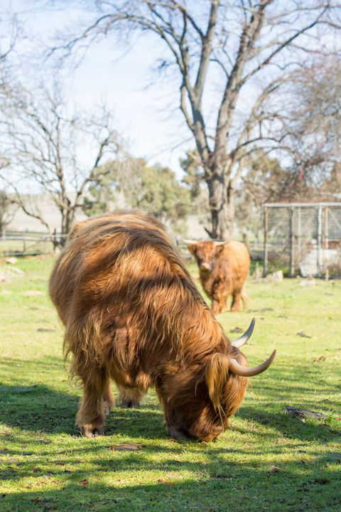 Ratho Farm - Hotel VIC 4