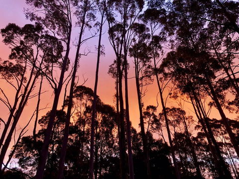 Lemonthyme Wilderness Retreat - Hotel VIC 8