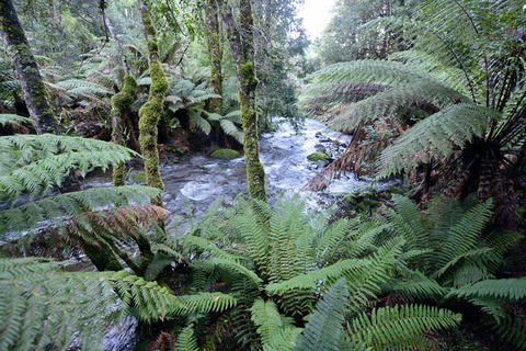 Lemonthyme Wilderness Retreat - Hotel VIC 21