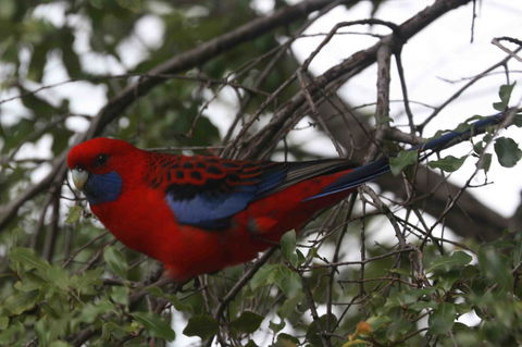 Oxford Rise Apartment - Hotel VIC 22