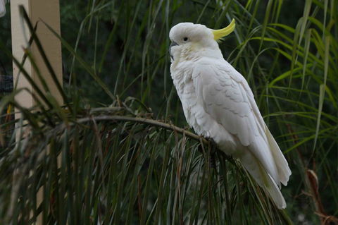 Oxford Rise Apartment - Hotel VIC 23