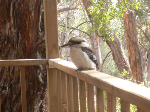 The Ledge Holiday House - Hotel VIC 0