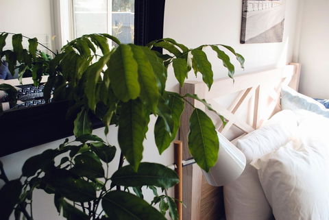 Bed Of Roses - Hotel VIC 24